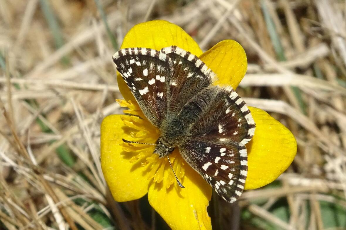 2026-02-18_19-45-17-kleinner_wuerfel-dickkopffalter