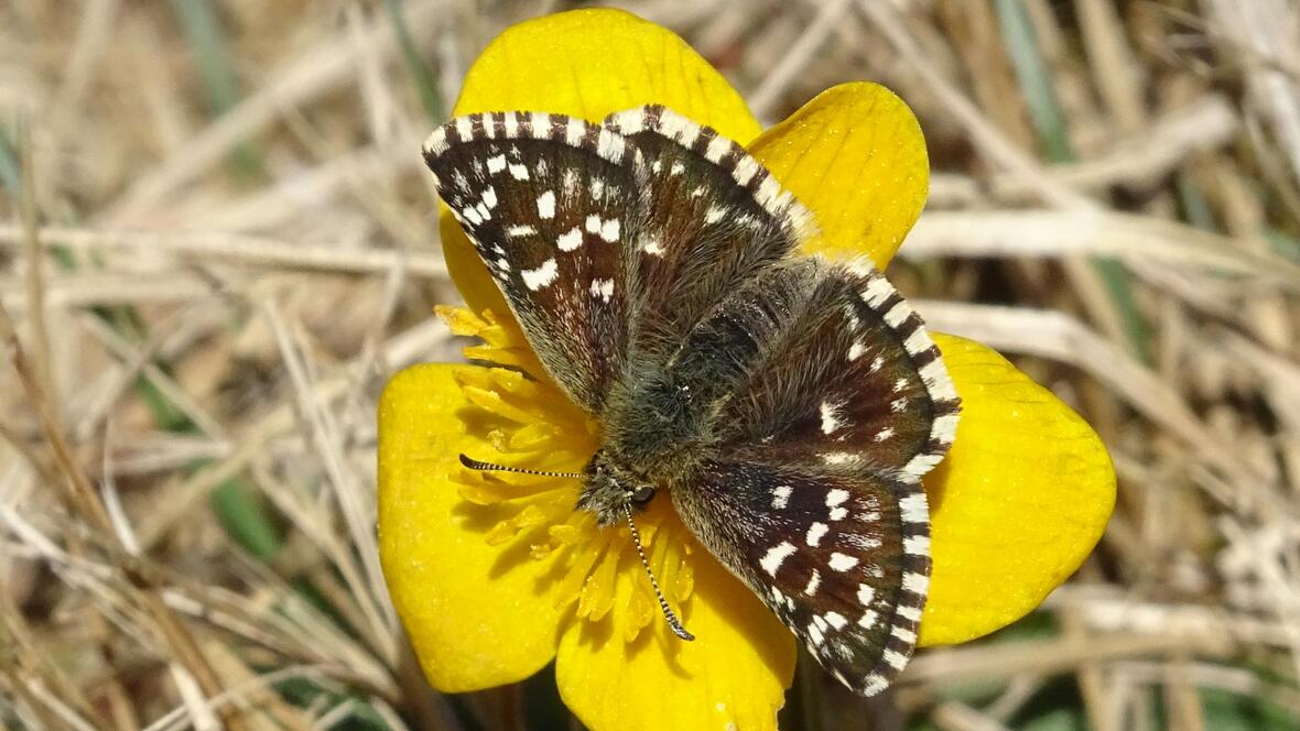 2026-02-18_19-45-17-kleinner_wuerfel-dickkopffalter