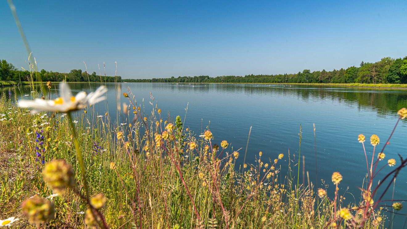 Vogelfreistätte Feldheimer Stausee bei Rain
